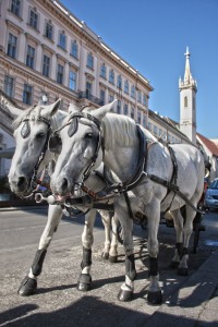 Pferde vor Kutsche, Wien
