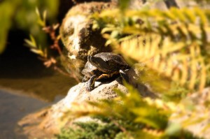 Schilkroete im Japanischen Garten